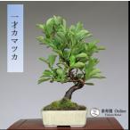  бонсай [ один лет kamatsuka] shohin bonsai [...Online]