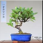  бонсай [ один лет kamatsuka] shohin bonsai [...Online]