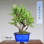  бонсай [ один лет kamatsuka] shohin bonsai [...Online]