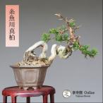  бонсай [ нить рыба река подлинный Kashiwa ] shohin bonsai [...Online]