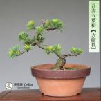  бонсай ... лист сосна [ большой ..] shohin bonsai [...Online]