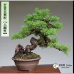  бонсай ... лист сосна [ большой ..] shohin bonsai корень сверху ......[...Online]