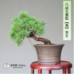  бонсай ... лист сосна [.] реальный сырой shohin bonsai [...Online]