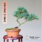  бонсай ... лист сосна [ большой ..] shohin bonsai [...Online]