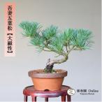  бонсай ... лист сосна [ большой ..] shohin bonsai [...Online]