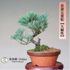  бонсай ... лист сосна [ большой ..] shohin bonsai [...Online]