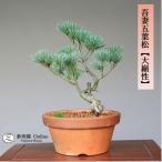  бонсай ... лист сосна [ большой ..] shohin bonsai [...Online]