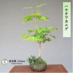  бонсай - uchiwa клён shohin bonsai [...Online]