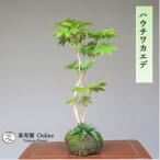 бонсай - uchiwa клён shohin bonsai [...Online]