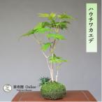  бонсай - uchiwa клён shohin bonsai [...Online]