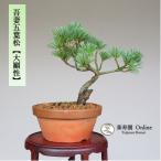 бонсай ... лист сосна [ большой ..] shohin bonsai [...Online]