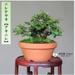  бонсай nirekeyaki[akinire] shohin bonsai [...Online]