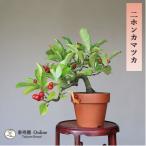  бонсай 2 ho nkamatsuka[ Япония серп рисунок ] shohin bonsai [...Online]