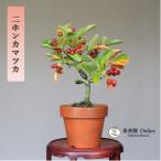  бонсай 2 ho nkamatsuka[ Япония серп рисунок ] shohin bonsai [...Online]