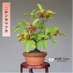  бонсай 2 ho nkamatsuka[ Япония серп рисунок ] shohin bonsai [...Online]