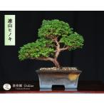  полосный гора кипарис ( полосный гора кипарисовик туполистный ) Len The n кипарис shohin bonsai [...Online] на данный момент товар один пункт предмет . кипарис сосна Kashiwa сосна начинающий салон оценка хобби настольный бонсай бонсай горшок зеленый мир подарок 