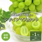 . шар. автомобиль in мускат превосходящий товар примерно 1kg передний и задний (до и после) (2. входить )[.. рынок тщательно отобранный ][ бесплатная доставка ]