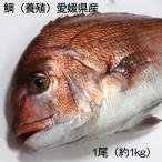 瀬戸内海産 鯛 （養殖）1ｋｇ 活き締め  （お食い初め）