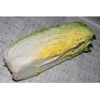  китайская капуста 1 шт 