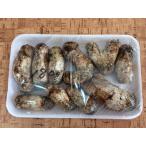 国産松茸 販売本日終了 松茸 マツタケ まつたけ 山形 180g