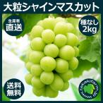 シャインマスカット2kg入り ぶどう 種なし 大粒 生産者直送 収穫当日発送 岡山県産 送料無料