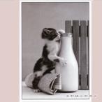  кошка открытка 1 листов уже немного кошка открытка [ letter pack почтовый сервис плюс возможно 40 шт до * letter pack почтовый сервис свет возможно 20 шт до * почтовая доставка возможно 10 шт до ]A