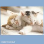  кошка открытка 1 листов 2 шт. . кошка кошка открытка [ letter pack почтовый сервис плюс возможно 40 шт до * letter pack почтовый сервис свет возможно 20 шт до * почтовая доставка возможно 10 шт до ]A