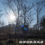  способ Blend [ кофе бобы 200g][ letter pack почтовый сервис плюс возможно 4 шт до ][ letter pack почтовый сервис свет возможно 2 шт до ]D