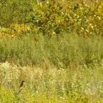  осень Blend [ кофе бобы 200g][ letter pack почтовый сервис плюс возможно 4 шт до ][ letter pack почтовый сервис свет возможно 2 шт до ]D