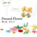 【押し花】12種　Fセット ダイヤルケース入り【メール便対応】レジン封入　ドライフラワー プレスフラワー ハーバリウム素材