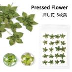 【押し花】 グリーン 5枚葉【メール便対応】レジン封入　ドライフラワー プレスフラワー ハーバリウム素材