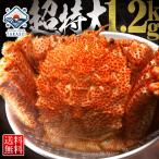 カニ かに 蟹 毛ガニ 毛蟹 毛がに 1.2kg ボイル 姿 訳あり じゃありません 特大 1尾 敬老 敬老の日 プレゼント ギフト 内祝 出産内祝い