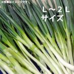 [12 месяц сверху . отправка ].. лук порей земля лук порей futoshi L-2L 3kg в коробке Gifu префектура .. высота гора подарок по случаю конца года лук-батун . включение в покупку не возможно дата указание не возможно включая доставку * Hokkaido 1000 иен, Okinawa 1200 иен отдельный необходимо 