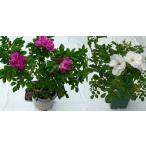ハマナス（紅白）（送料別）