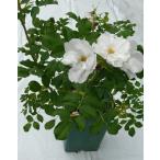 ハマナス（白（送料別））