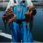 ta. местного производства подлинный .4 кубок .1.2kg комплект жизнь . осьминог обыкновенный подлинный .. осьминог sashimi 1 кубок круг ....... префектура Аичи производство юг . много 