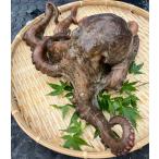 ta. местного производства подлинный .1.4kg жизнь . осьминог обыкновенный подлинный .. осьминог sashimi 1 кубок круг ....... префектура Аичи производство юг . много 