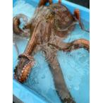 ta. местного производства подлинный .2.0kg жизнь . осьминог обыкновенный подлинный .. осьминог sashimi 1 кубок круг ....... префектура Аичи производство юг . много 