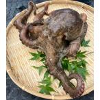 ta. местного производства подлинный .400g жизнь . осьминог обыкновенный подлинный .. осьминог sashimi 1 кубок круг ....... префектура Аичи производство юг . много 