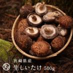 生しいたけ 500g 宮崎県産 九州 野菜 南九州産 やさい お取り寄せ おとりよせ 野菜 国産 グルメ 国内産 シイタケ 椎茸 鍋 食材 送料無料
