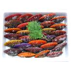 桧扇貝 こだわりの ヒオウギ貝 30個 8.5ｃｍ前後 三重県産 産地直送 バタ貝　あぱっぱ貝　バタバタ　うまし国　志摩市から　真珠の里　うまいもん