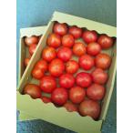 トマト・サンロード 佐賀県川副町産　1ケース