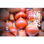 早生丹波栗｜今年最初の栗・採れたて...