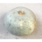  природа культивирование белый тыква 2200g передний и задний (до и после) снег косметика Hokkaido производство .... овощи 25 год и больше, нет удобрение нет пестициды природа культивирование. . человек из получить . осыпь . максимальный природа сельское хозяйство закон . конструкция сделал 