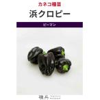  цвет зеленый перец вид [. черный pi-]ka кошка вид рассада / маленький пакет 