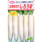  осень дайкон вид [.... дайкон ] сосна . вид рассада / маленький пакет 