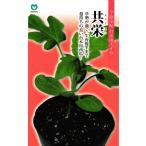 ショッピングスイカ 台木用スイカ 種 『共栄』  丸種/200粒