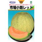 赤肉ネットメロン 種 