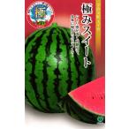 ショッピングスイカ 小玉スイカ 種 『極みスイート』  丸種/小袋