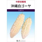 沖縄白ゴーヤの種
